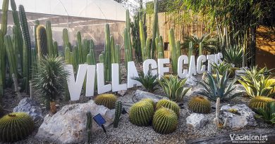 Village Cactus at The Village Farm To Cafe