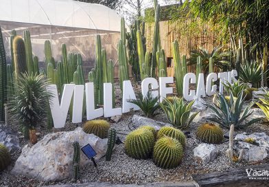 Village Cactus at The Village Farm To Cafe